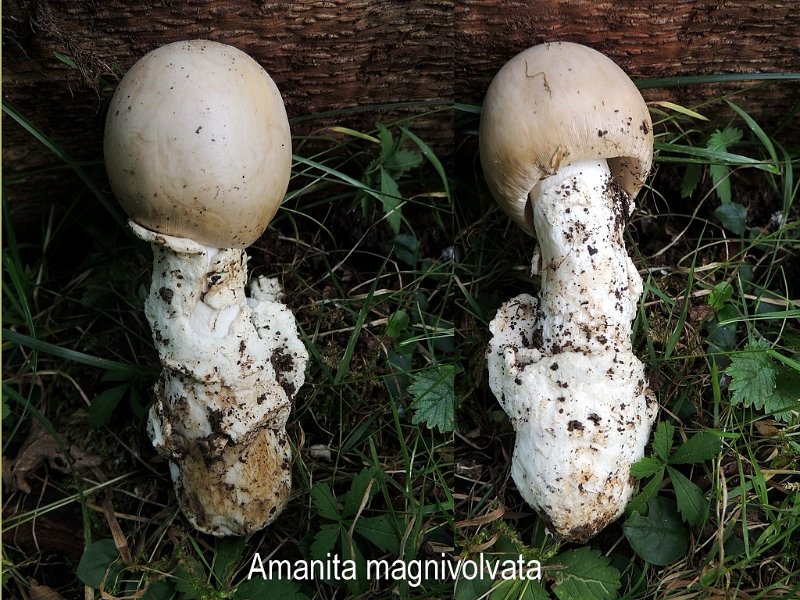Amanita magnivolvata-amf199.jpg - Amanita magnivolvata ; Syn: Amanitopsis magnivolvata ; Nom français: Amanite à volve épaisse